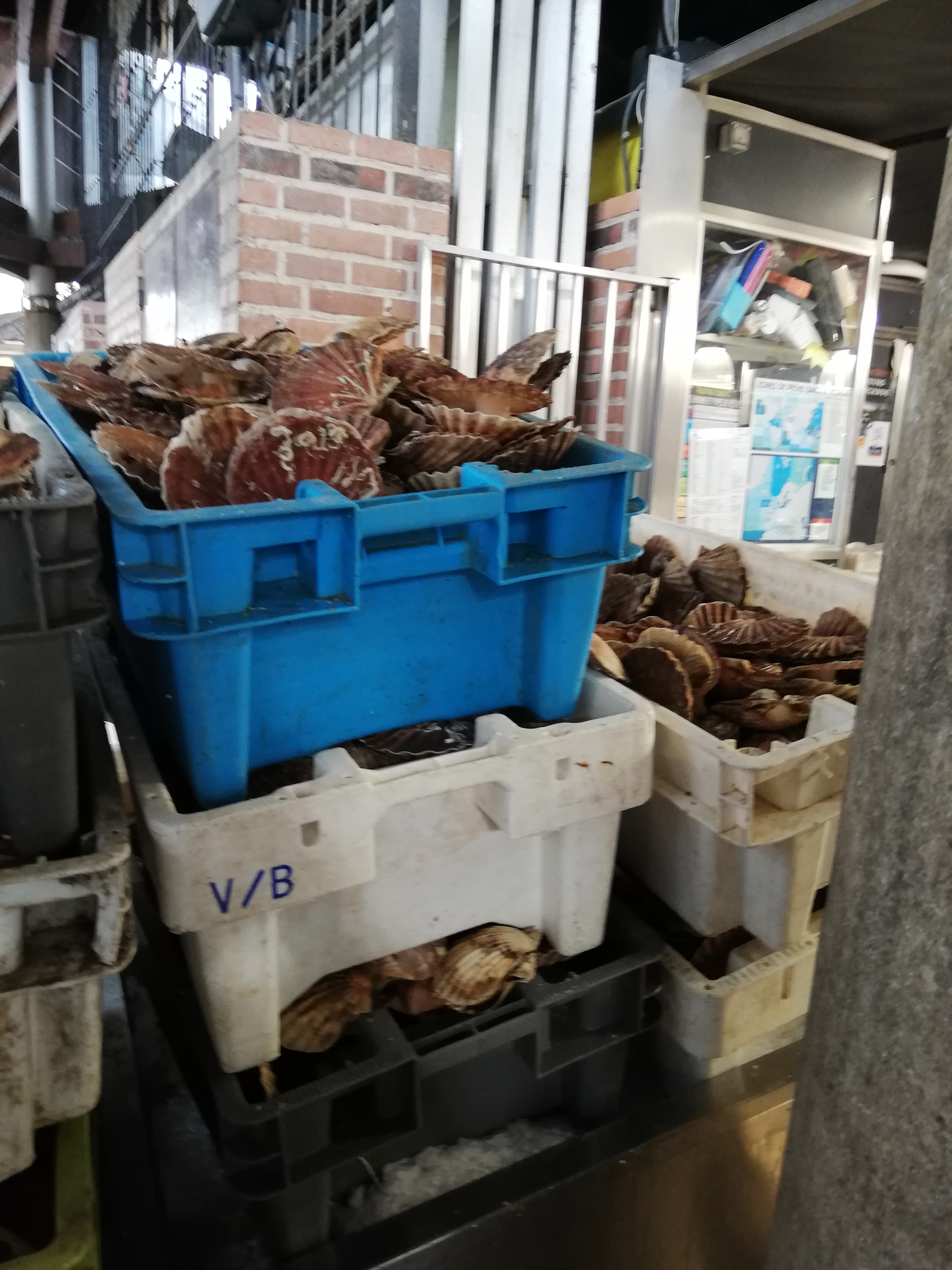 coquilles saint jacques